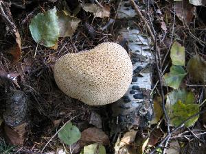 Scleroderma citrinum