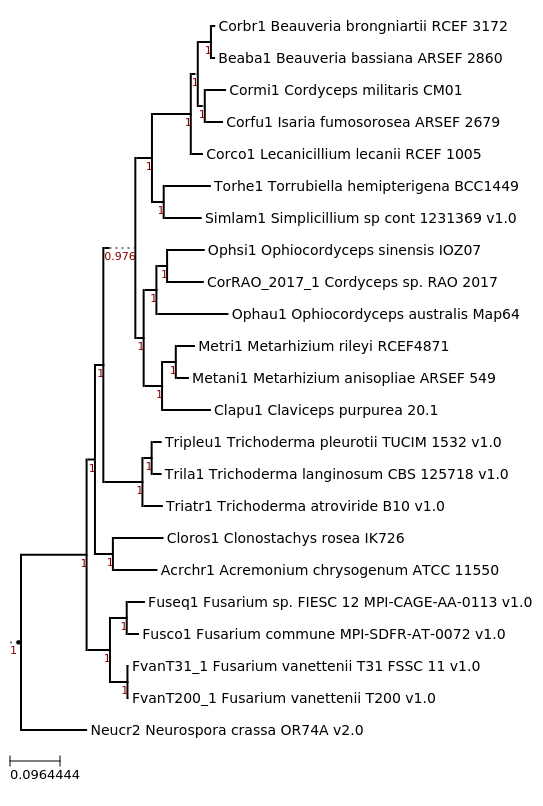 Maximum Likelihood tree showing phylogenetic neighborhood of Simplicillium lamellicola cont 1231369 (Simlam1)