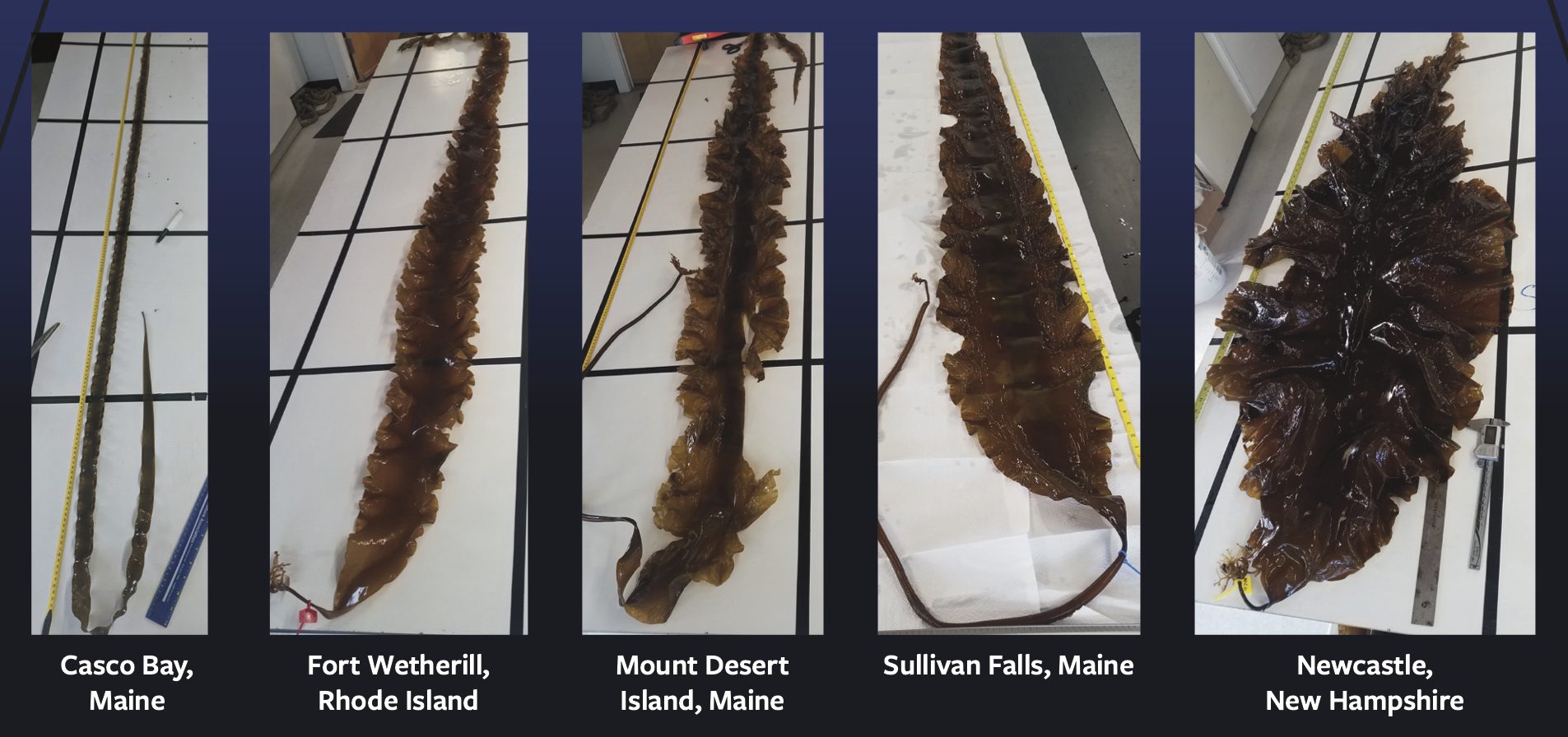 Saccharina kelp blades