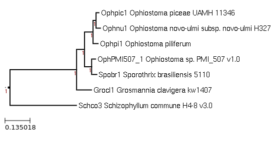 Maximum-Likelihood phylogeny generated by FastTree for Sporothrix brasiliensis 5110 and related species