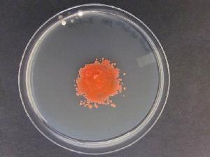 Sporidiobolus pararoseus on YM