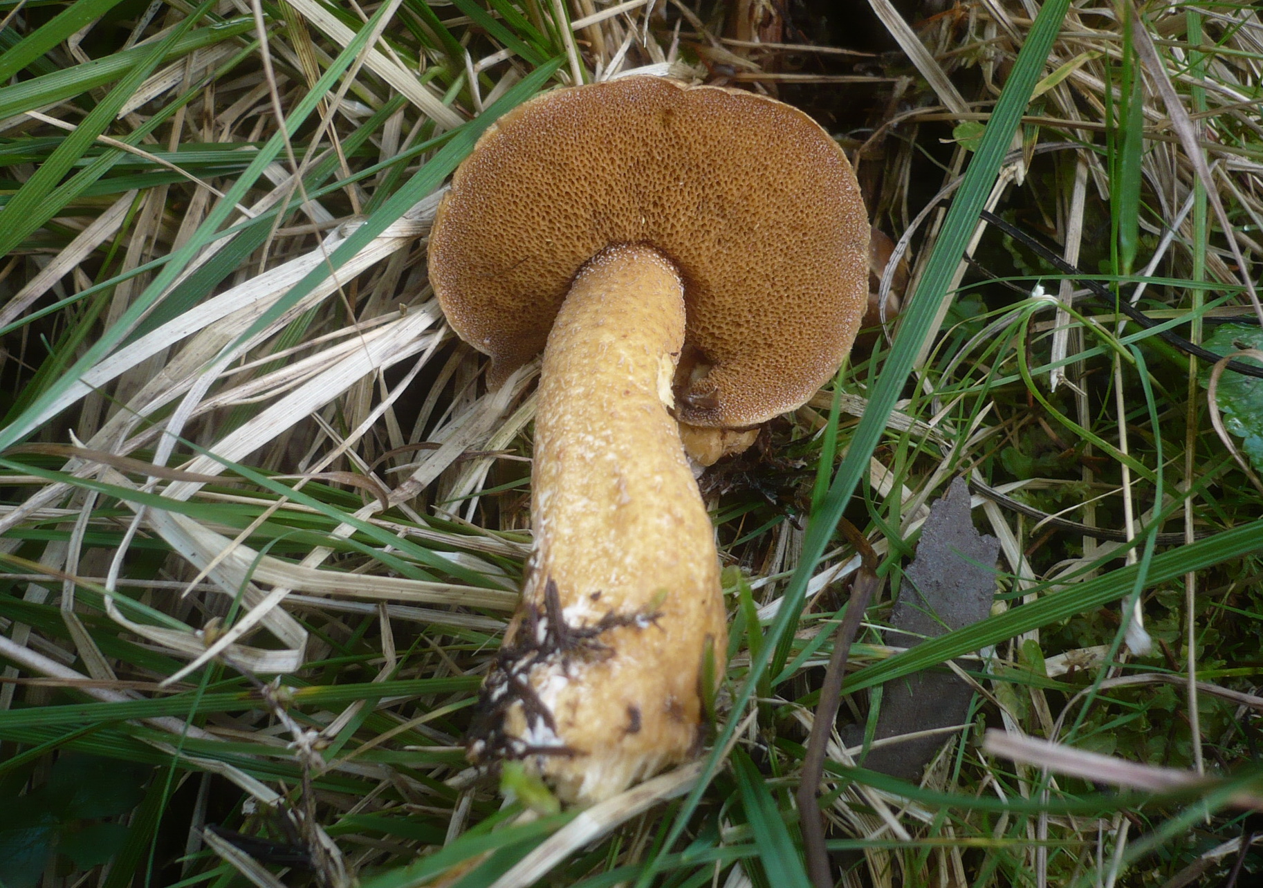 Suillus plorans
