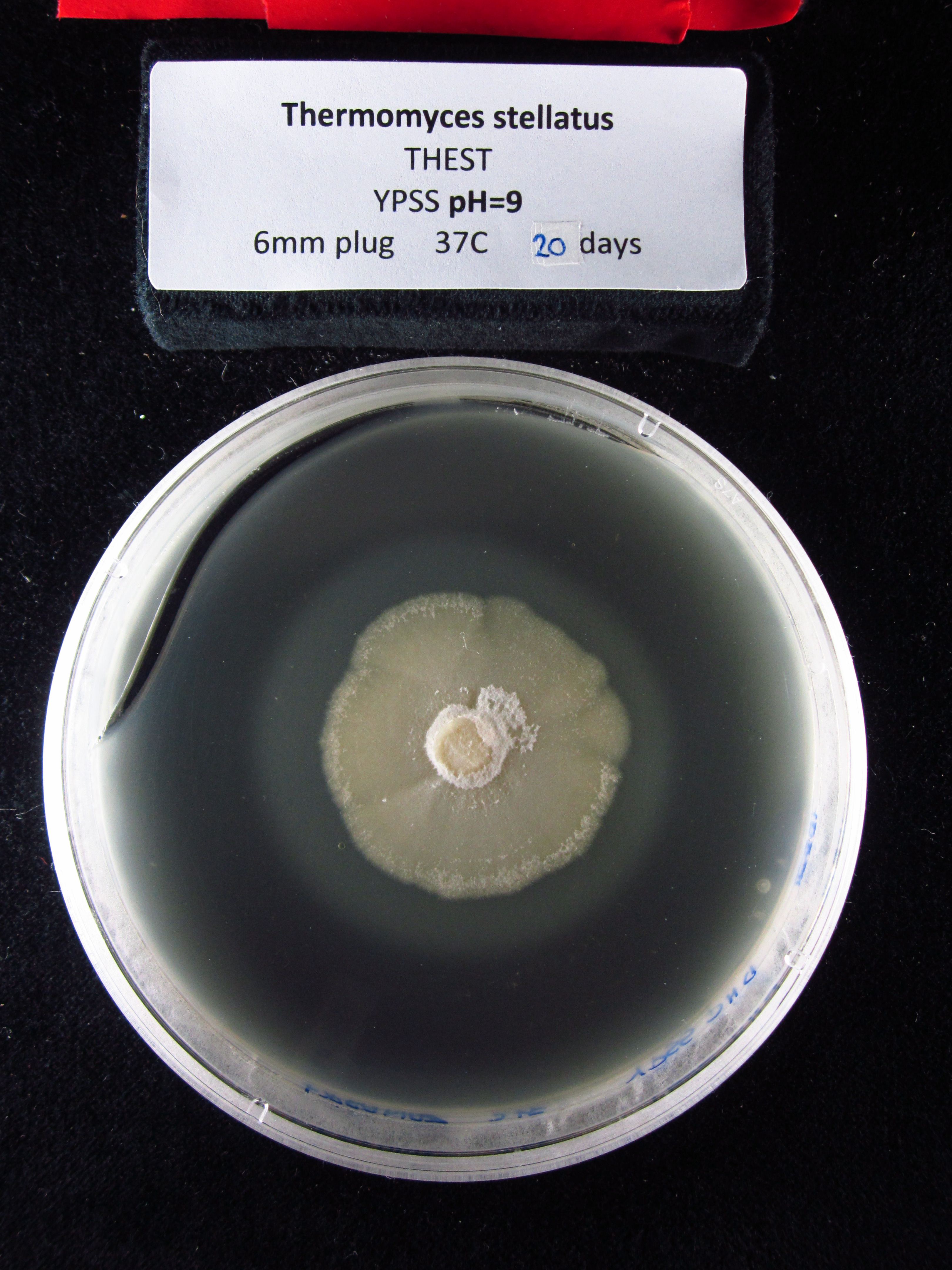 Photo of Microascus stellatus CBS 214.64