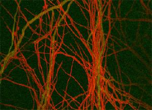 Photo of Trichoderma atroviride v2.0