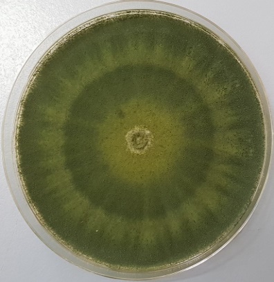 T. atroviride strain B10 grown on PDA (25° C, 5 days).