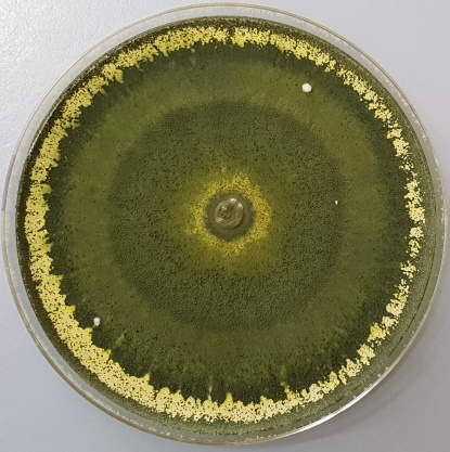T. atroviride strain F7 grown on PDA (25° C, 5 days).<br />Photo courtesy of: G. Manganiello, University of Naples Federico II, Italy.
