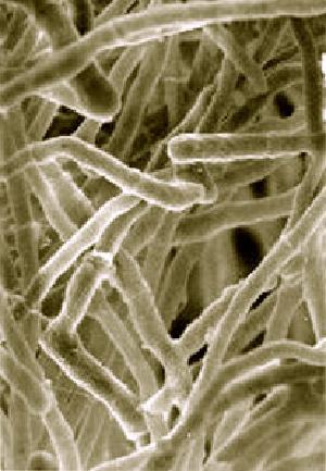 Trichoderma reesei image.