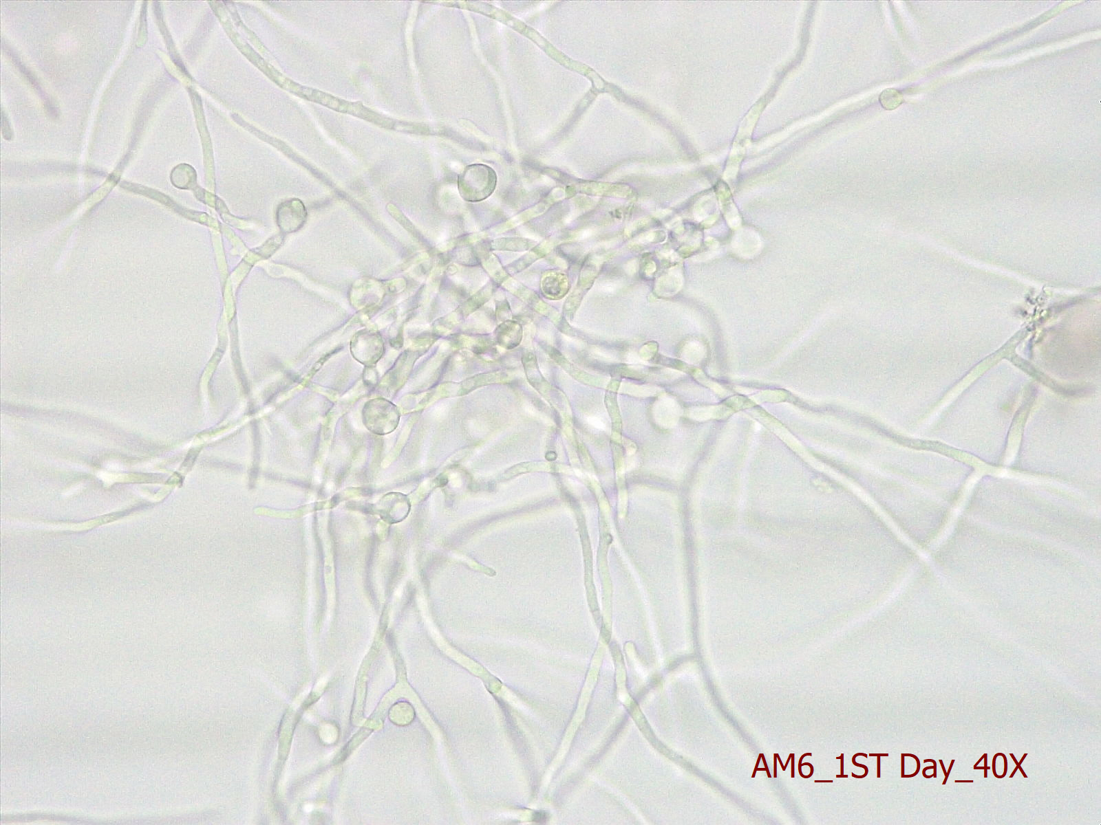 Photo of Trichoderma sp. AM6 v1.0