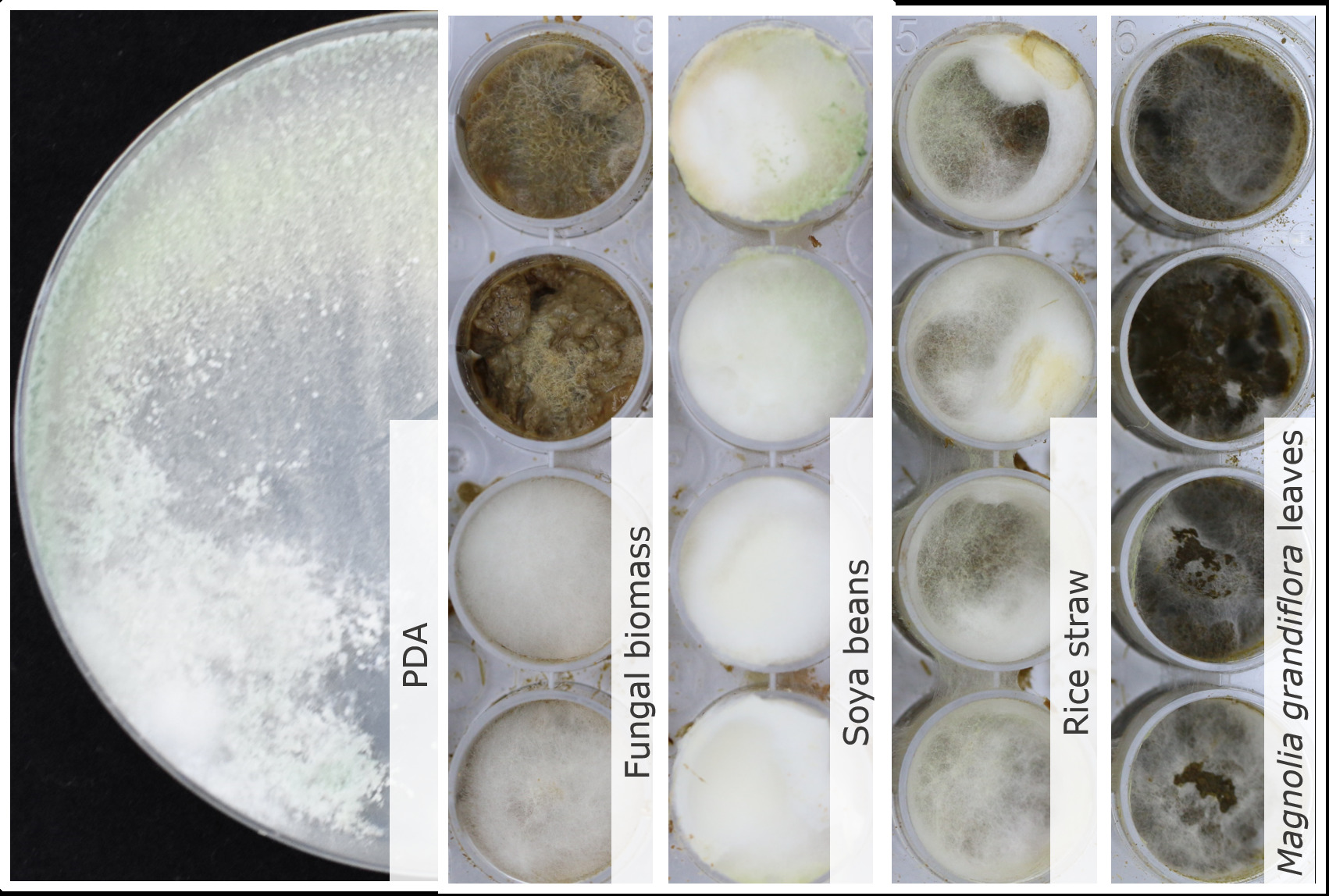 Trichoderma velutinum TUCIM 2924