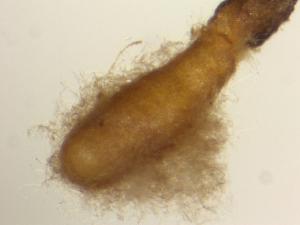 Photo of Tuber aestivum var. urcinatum v1.0