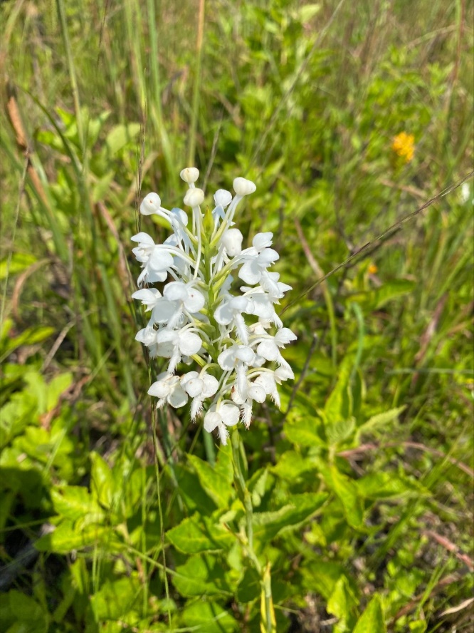 Platanthera blephariglottis
