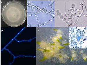 Tulasnella calospora