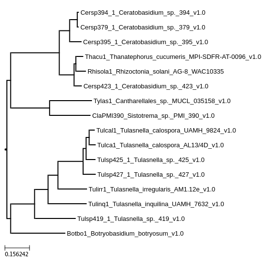Photo of Tulasnella irregularis AM1.12e v1.0