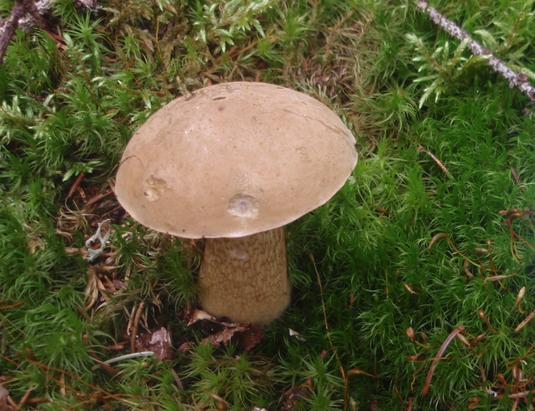 Tylopilus felleus