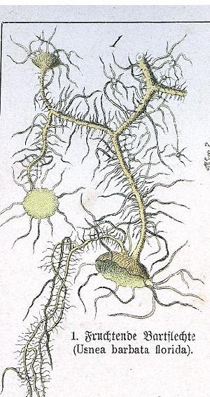 Usnea florida
