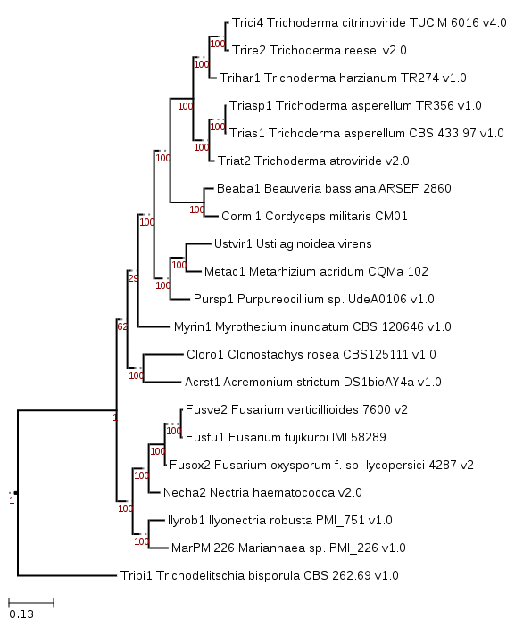 Maximum likelihood phylogeny showing positioning of Ustilaginoidea virens (Ustvir1).