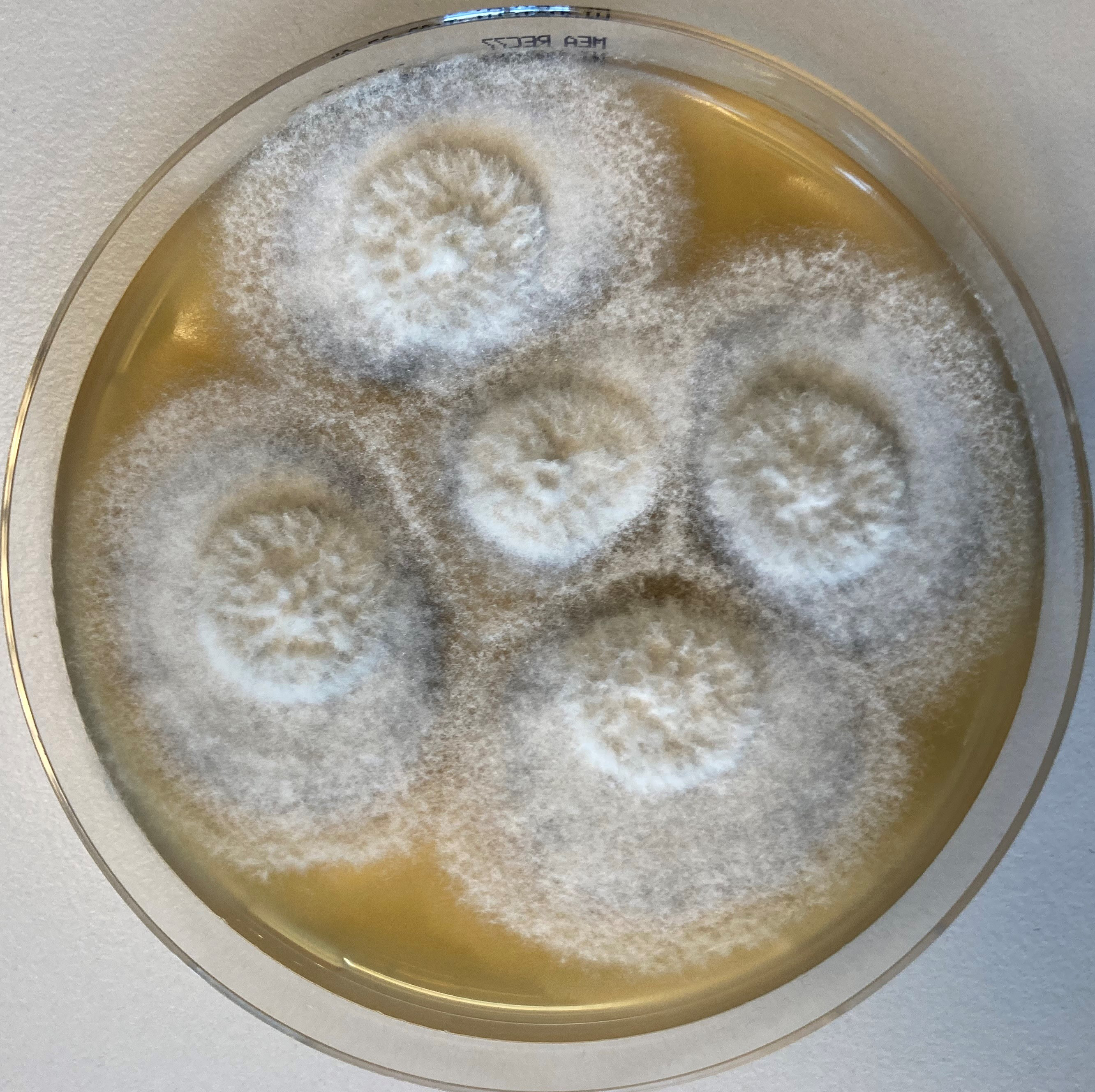 Varicosporina prolifera CBS 130722 growing on artificial medium. Photo credit: Ronald de Vries, Westerdijk Fungal Biodiversity Institute.