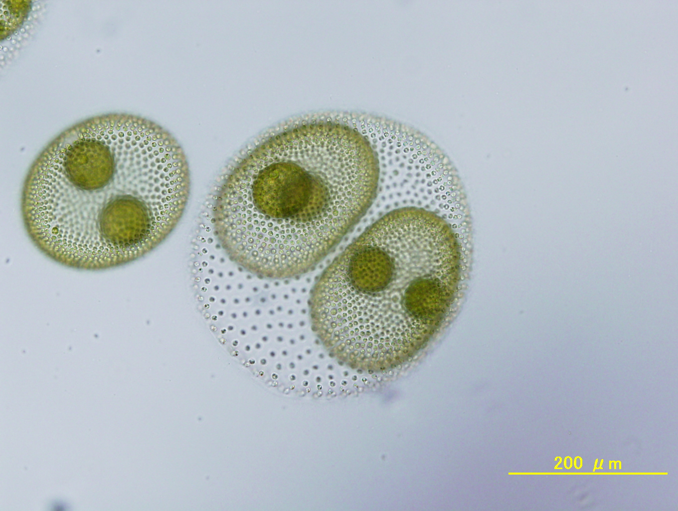 Volvox reticuliferus NIES-3785 asexual spheroids.