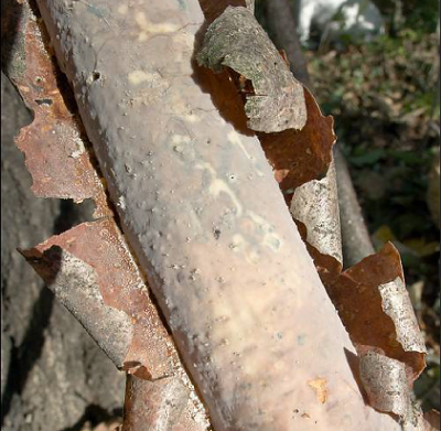 The crust fungus Vuilleminia comedens (Nees) Maire. Specimen photographed in Bovec basin, East Julian Alps, Posocje, Slovenia. <a href="http://creativecommons.org/licenses/by-sa/3.0">CC BY-SA 3.0</a>