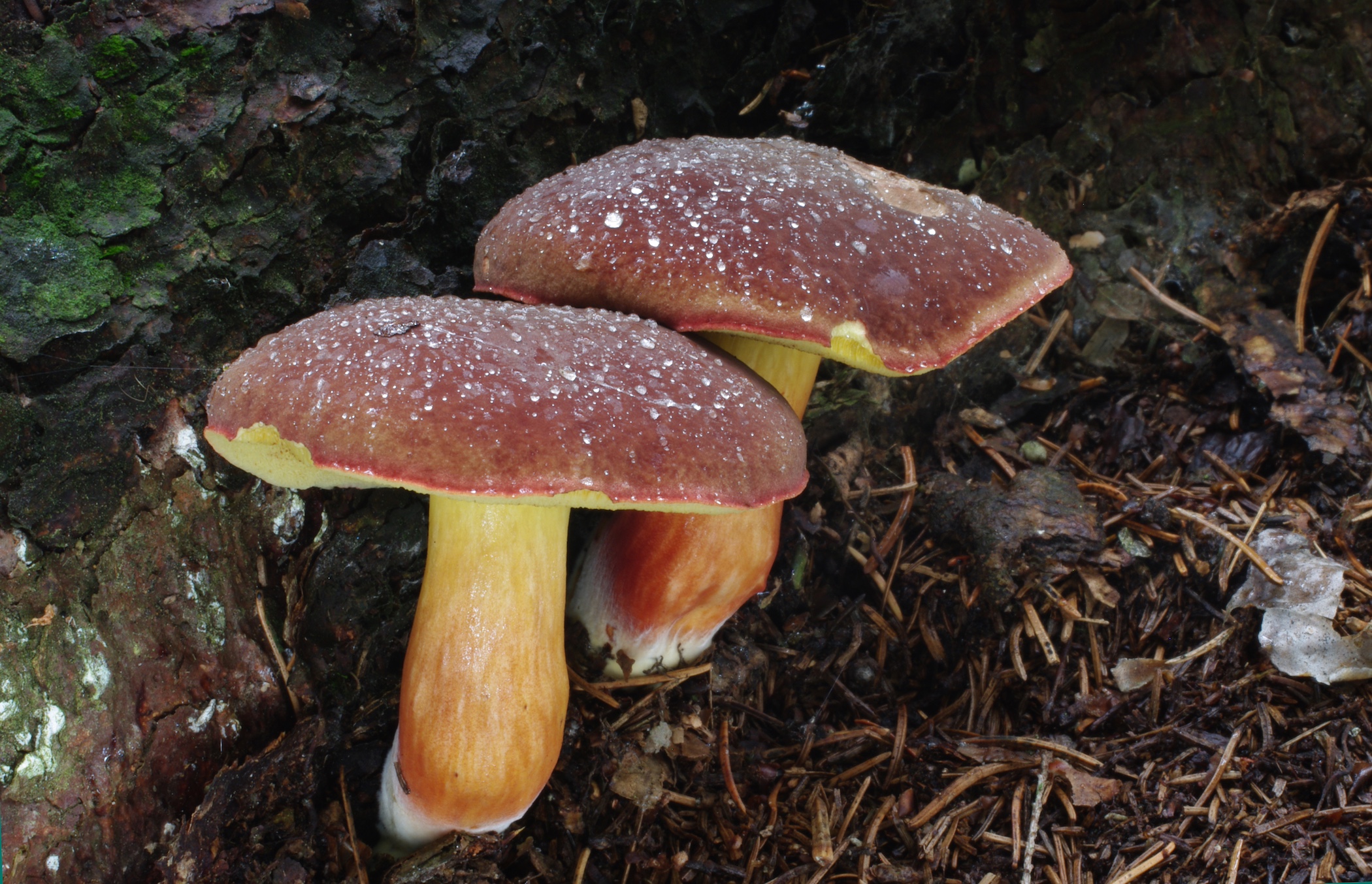 Xerocomellus pruinatus. Photo credit: Jan Borovicka.