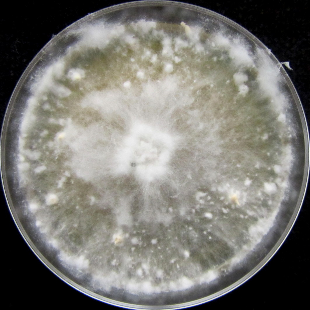 Photo credit: Jana M. U'Ren. Grown on 2% Malt Extract Agar.