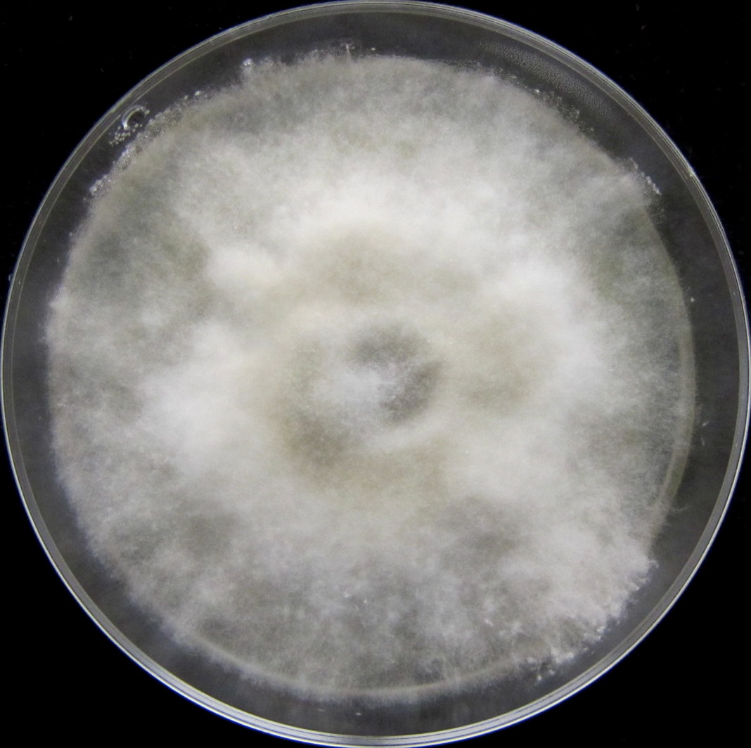 Photo credit: Jana M. U'Ren. Grown on 2% Malt Extract Agar.