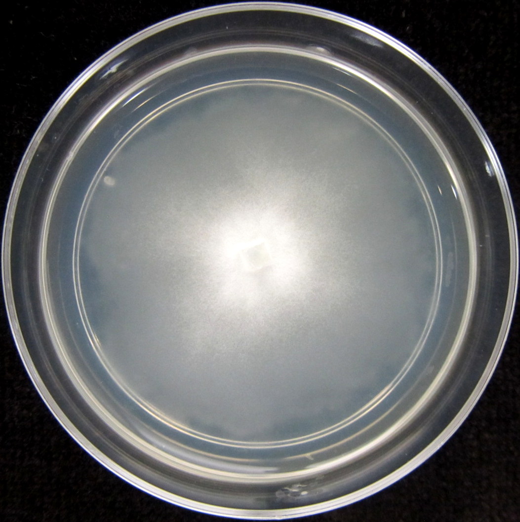 Photo credit: Jana M. U'Ren. Grown on 2% Malt Extract Agar.