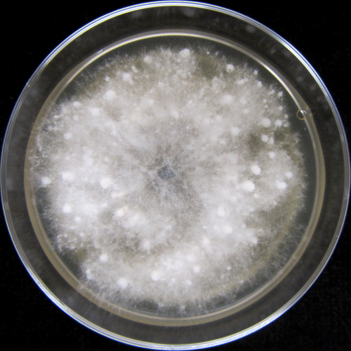 Photo credit: Jana M. U'Ren. Grown on 2% Malt Extract Agar.