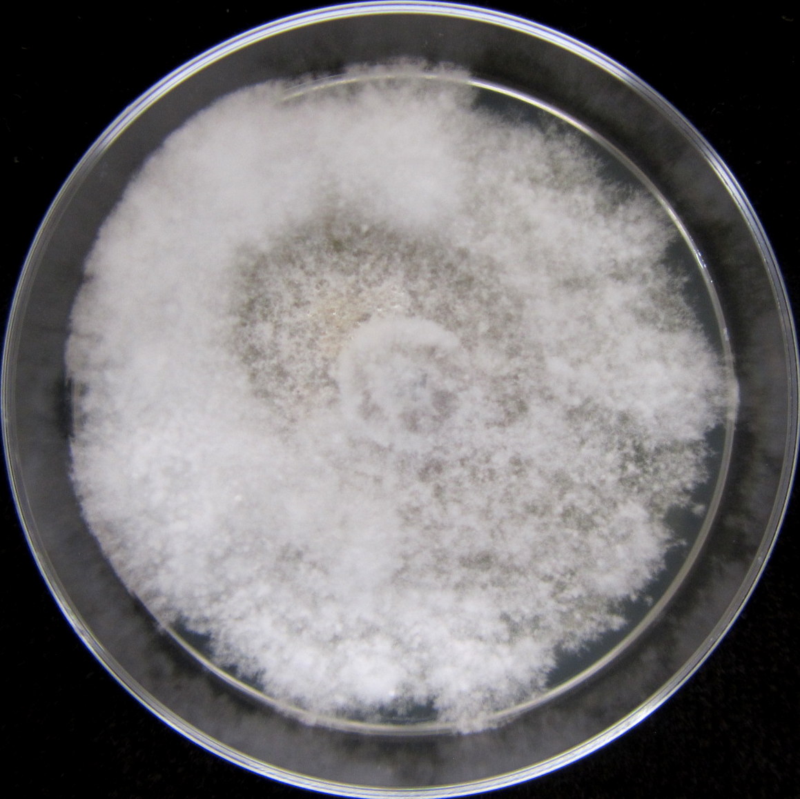 Photo credit: Jana M. U'Ren. Grown on 2% Malt Extract Agar.