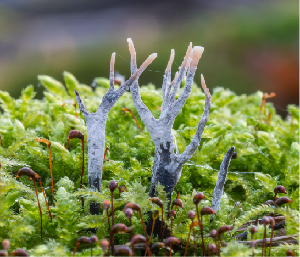 Stagshorn or Candlesnuff fungus (Xylaria hypoxylon) among moss,
Hesse, Germany. <a
href="https://commons.wikimedia.org/wiki/User:NorbertNagel">Norbert
Nagel</a>