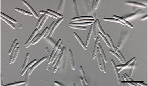 Yeast like growth on synthetic-poor agar.